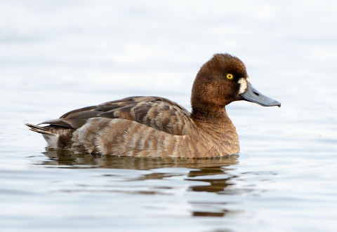 a brown bird on the water