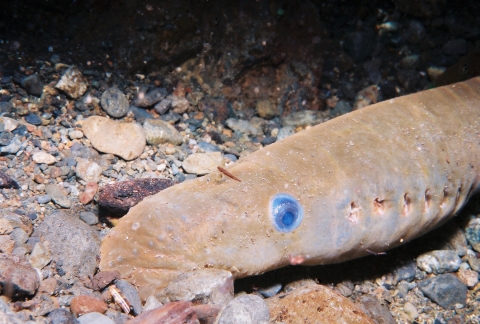 An adult Pacific Lamprey holding at the bottom of a Pacific Northwest River