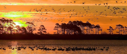 A brilliant orange sky at sunset over a wetland full of resting and flying birds and bordered by trees