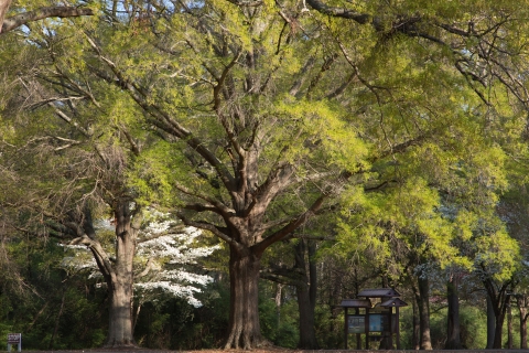 A large light-green-leafed tree with a forest behind it and information signs to the right of it