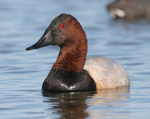 A male canvasback duck swimming.