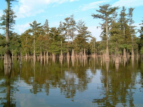 A couple dozen swamp cedar trees in a shallow wetland