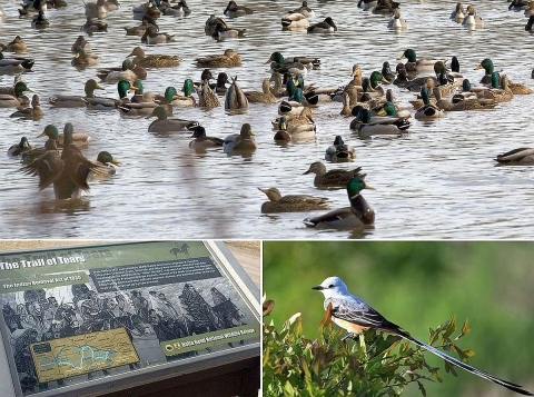 A three-photo collage: ducks on a wetland, a bird with a very long tail feather and a display with the words Trail of Tears on it