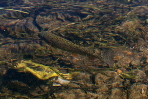 a dark green and brown fish with black spots blending in with the riverbed below it