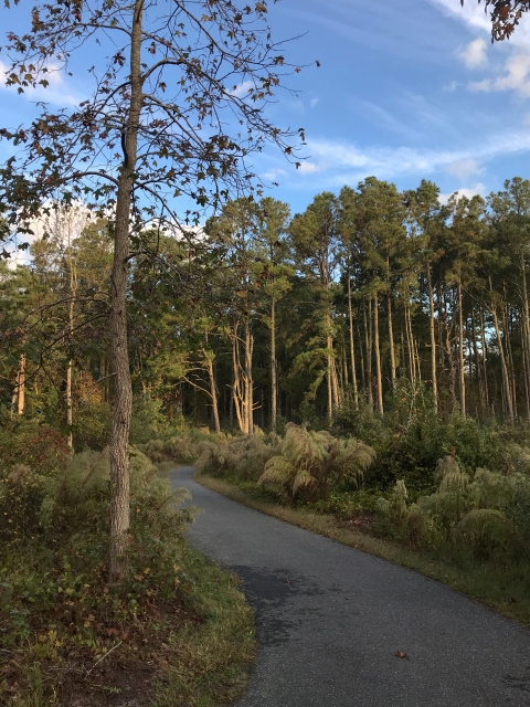 A paved trail winds towards the woods