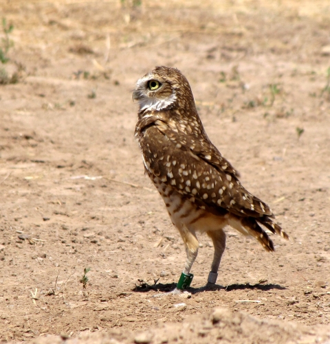 A banded burrowing owl at Cibola Refuge