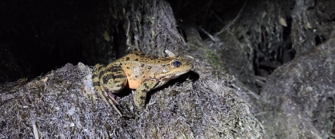 Photo of California red-legged frog.