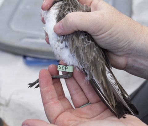 a brown shorebird is held in two hands showing a green plastic flag with code >0P on the upper left leg