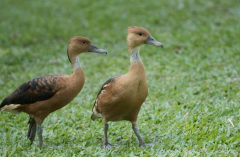 Two light brown female fulvous whistling ducks stand in a grassy area.