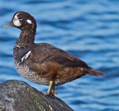 A black and brown female harlequin duck with a white cheek patch stands on a rock.