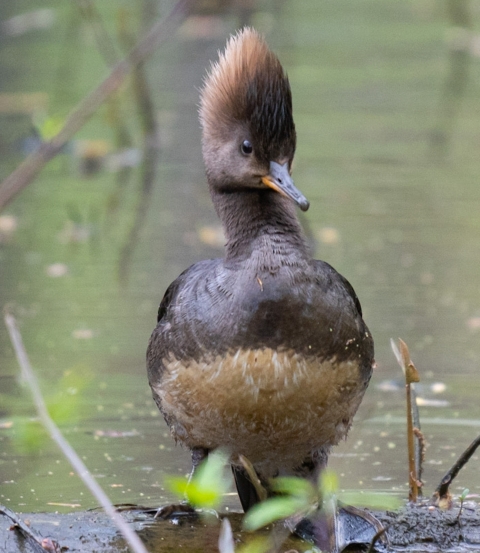 A female hooded merganser with a black body, tan belly, and brown head crest stands in water.