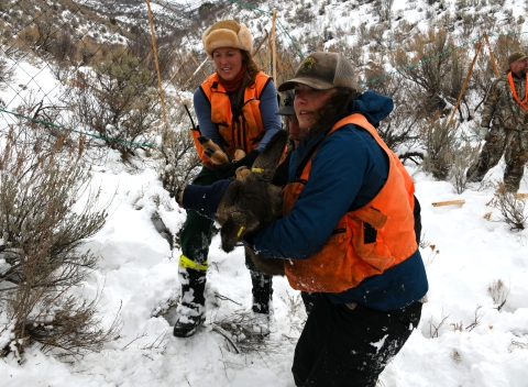 Idaho Department of Fish and Game staff radio collar a mule deer