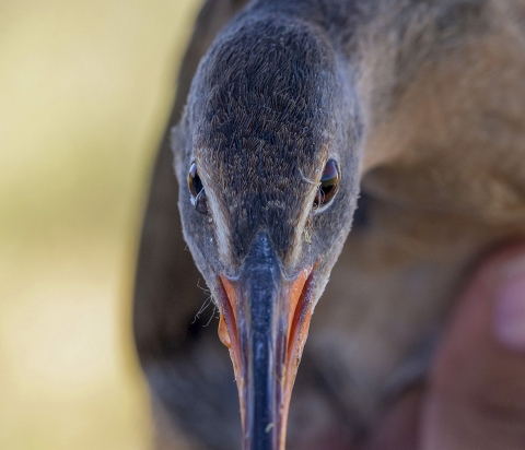 Close up of a bird's face