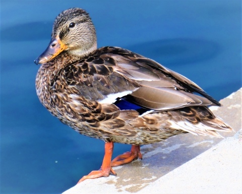 A female mallard perches on a railing.