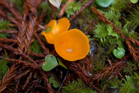 A fungus resembling the peel of an orange lays on a bed of evergreen needles.