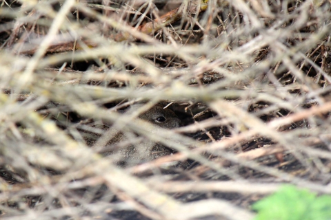 a brown rabbit blends in with the surrounding mass of dead grasses