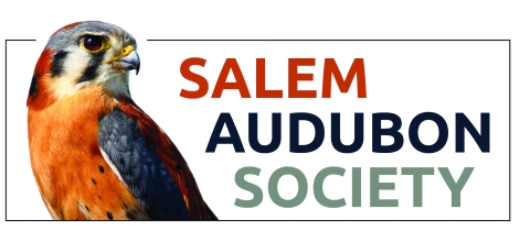 Upper body of a kestrel paired with the text "Salem Audubon Society"