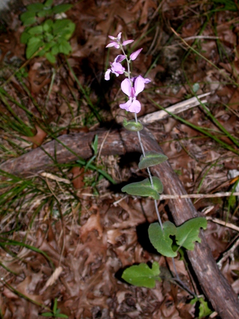 bracted twistflower