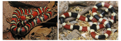 two photos: left, a snake with cream, black, red, black color band pattern and right, a snake with black, cream, red, cream color band pattern