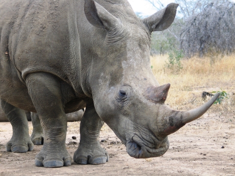 Southern White Rhino. Credit Michelle Gadd / USFWS