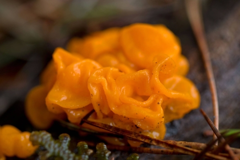 A closeup view of an orange slimy Witch's Butter fungus.