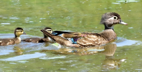 A female wood duck swims in water with two ducklings trailing behind her.
