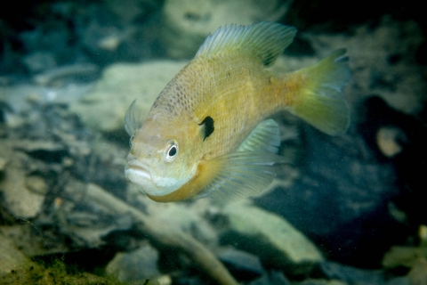 A close look at a bluegill sunfish with iridescent blue and purple area on the cheek and gill cover. 