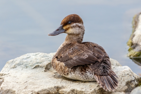 A brown ruddy duck with a white cheek and brown cheek stripe sits on a rock.