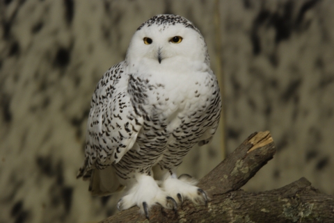 snowy owl with feathery feet
