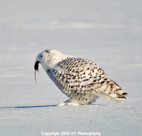 do snowy owls eat fish