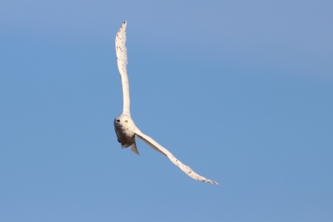 snowy owl in blue sky