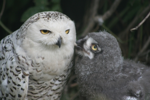 adult snowy owl with fuzzy gray chick