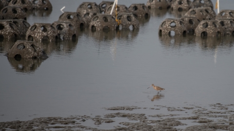 round objects, with big holes, sit in water; bird wades past Port of San Diego