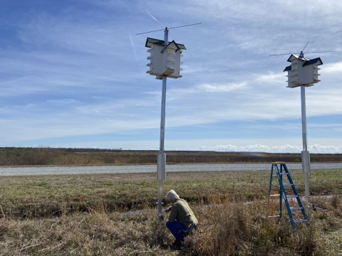 A person sets up a purple martin complex on a pole