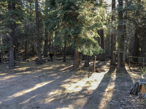 An open area in a forest