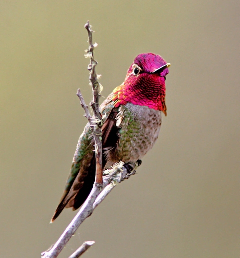 An Anna's hummingbird perching on a branch.