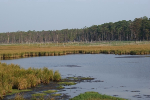 A salt marsh with some bare patches 