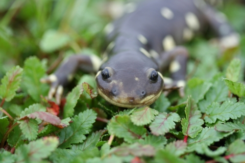 A face-shot of California tiger salamander on top of green groundcover