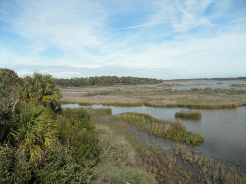 Blue sky and clouds over wetland, grasses and vegetation.