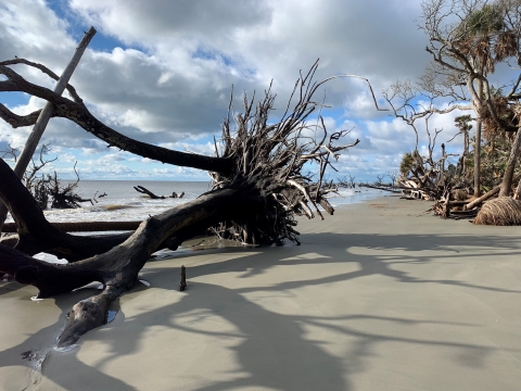 Toppled and uprooted large tree lays over sand on the forefront At a distance, more driftwood poke out of the water with the Atlantic Ocean as backdrop and a cloudy sky blanketing overhead.. 