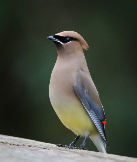 Brown, black & yellow bird stands on a fence