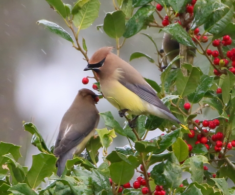 Three cedar waxwings in berry bush