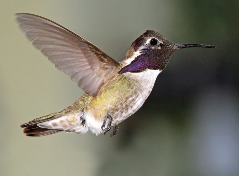 A small hummingbird with purple neck feathers hovers in mid-air.
