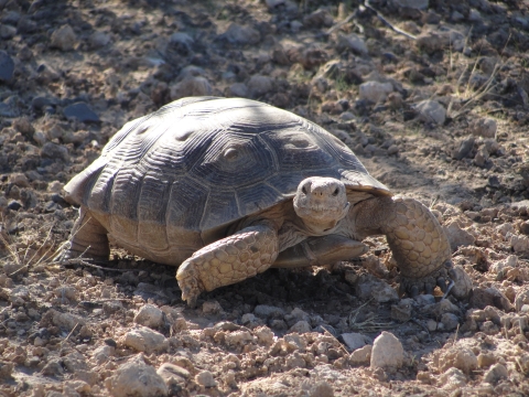 Mojave Desert Tortoise