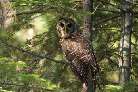 An adult California spotted owl sits on a tree branch looking at the camera