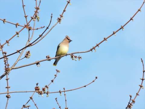 A cedar waxwing sitting in a tree.