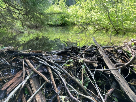 Dam made of sticks holding back water in a tree-shaded pond.