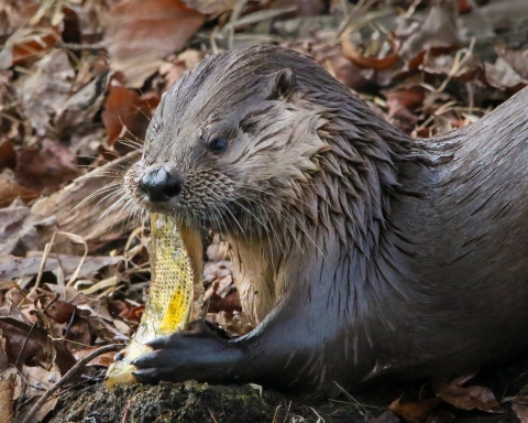 When you're enjoying exploring Pocosin Lakes National Wildlife Refuge be sure and keep an eye in the canals, ponds and other water areas for the North American River Otter. 