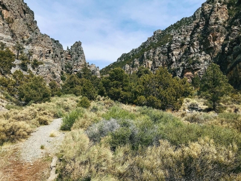 A desert canyon filled with small trees and brushes