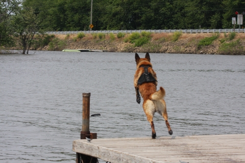 Belgian malinois leaps off dock